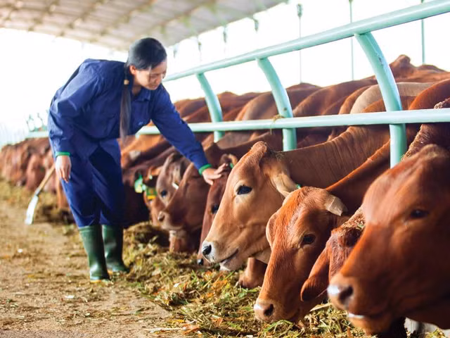 Hoàng Anh Gia Lai đưa 'ngựa chiến' Chăn nuôi Gia Lai lên sàn HoSE Hoang Anh Gia Lai dua 'ngua chien' Chan nuoi Gia Lai len san HoSE