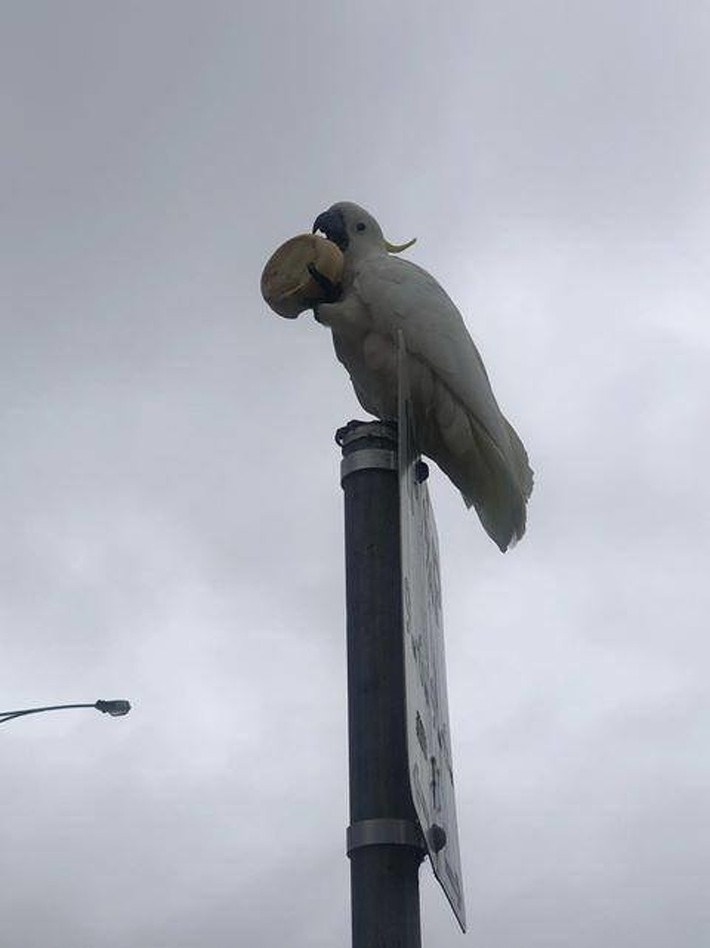 "Chỉ là một chú vẹt với chiếc bánh của nó", người đăng bức ảnh này cho hay.