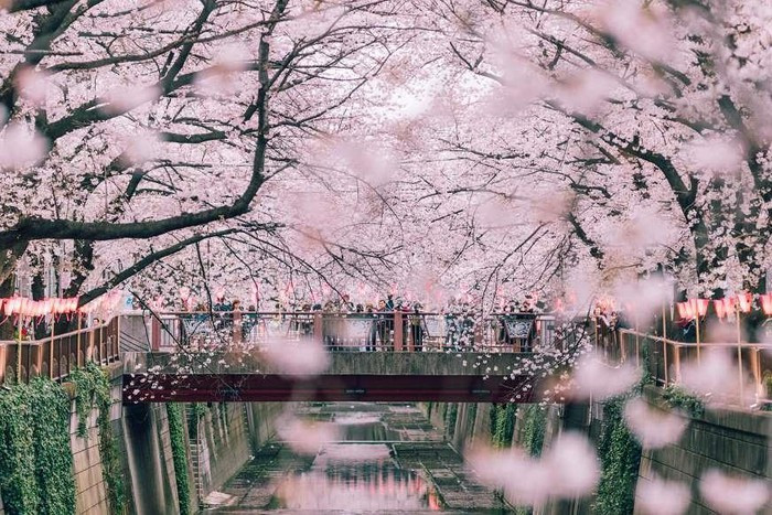 Hơn 800 cây hoa anh đào nở rộ mỗi khi mùa xuân đến dọc bờ sông Meguro khiến nơi này đẹp đến ngỡ ngàng.
