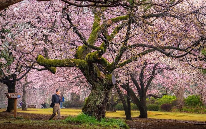 Một người đàn ông đi qua một cây anh đào cổ thụ đẹp đến mê mẩn tại một công viên ở Tokyo.