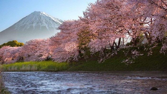 Mặt trời mọc ở núi Phú Sĩ, chiếu rọi qua những tán anh đào tạo nên cảnh tượng vừa tươi sáng, tràn đầy hy vọng, lại vừa tĩnh lặng và yên bình.