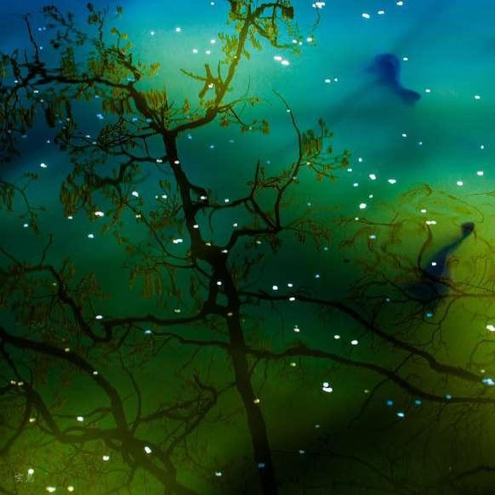 Được chụp ở vườn Ga-ryu, Nagano, Nhật Bản, những cánh hoa anh đào rơi trên mặt nước như những vì sao trên bầu trời đêm.