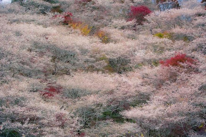 Bức tranh với những mảng màu độc đáo này đã khắc họa rõ nét vẻ đẹp thơ mộng của mùa xuân ở Nhật Bản khi hoa anh đào nở.