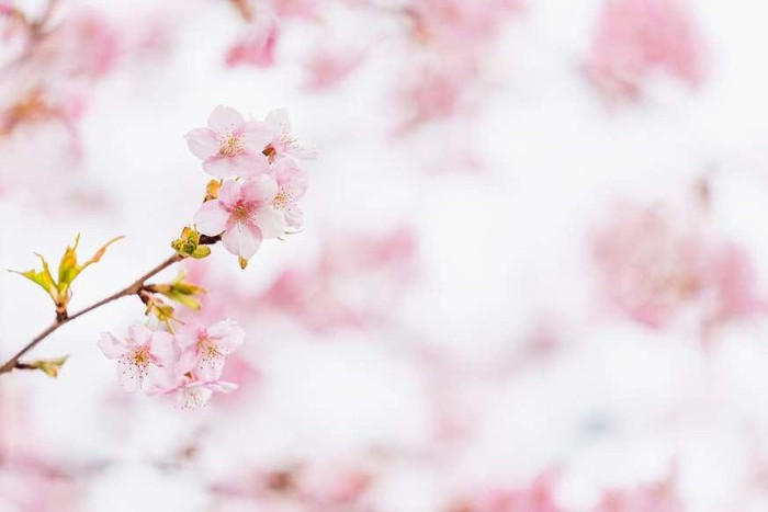 Cận cảnh vẻ đẹp của hoa anh đào. Loài hoa nhẹ nhàng và tinh tế này thường nở rộ trong khoảng 2 tuần. Dù vòng đời ngắn ngủi nhưng hoa anh đảo đã đi sâu và trở thành biểu tượng của văn hóa Nhật Bản.