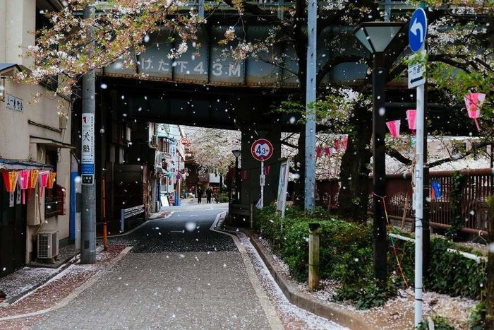 Nhiếp ảnh gia Cedar Liu đã chia sẻ về bức ảnh hoa anh đào rơi của mình rằng: "Thật khó để đoán được khi nào và ở đâu gió sẽ thổi, trong khi cảnh tượng ấy chỉ kéo dài khoảng 10 giây". Vì thế, để chụp được những cánh hoa rơi với vận tốc 5cm/s, người ta không những phải chọn đúng thiết bị, đúng nơi mà còn phải đúng thời điểm để "đóng băng" được khoảnh khắc "mưa cánh hoa" anh đào.