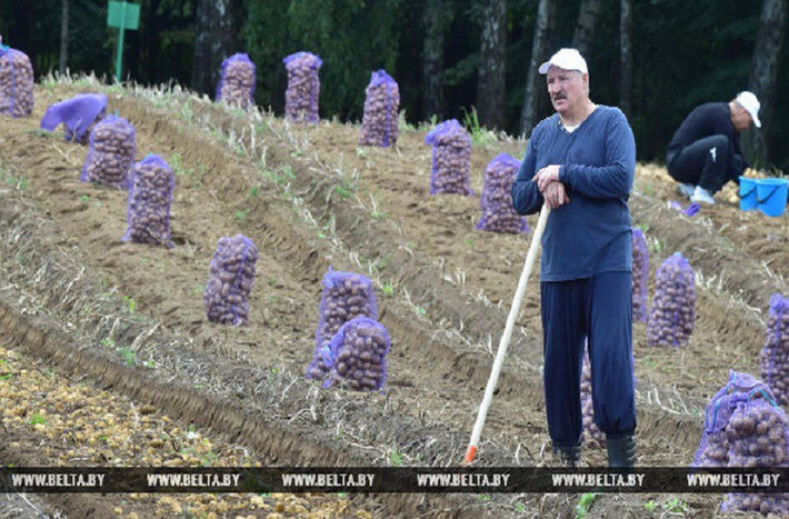 Tổng thống Belarus Alexander Lukashenko nhiều lần tự tay thu hoạch khoai tây trồng trong vườn nhà ông ở thủ đô Minsk. Ảnh: Belta.