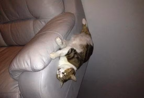 Chú mèo bị rơi khỏi chiếc sofa.