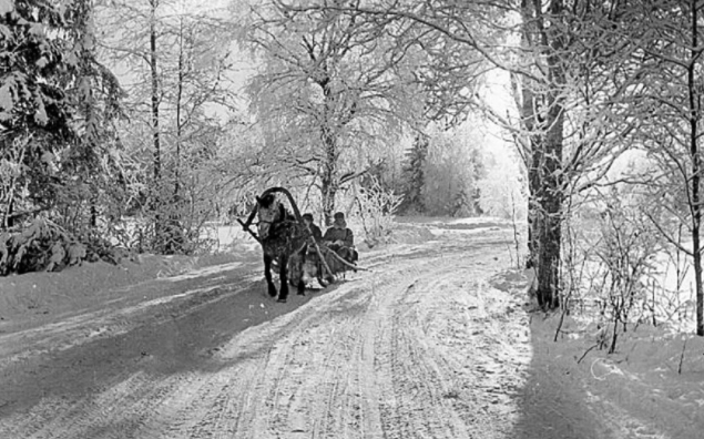 Buổi sáng lạnh giá trong rừng những năm 1950.