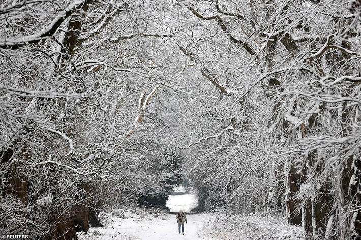 Tuyết phủ trắng xóa cây cối, cảnh vật tại Keele, Staffordshire.