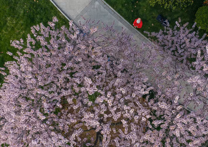 Được biết, Công viên Hồ Đông là một địa điểm ngắm hoa anh đào nổi tiếng ở Vũ Hán, Trung Quốc. Ảnh: Một nhân viên y tế chụp ảnh hoa anh đào ở Hồ Đông. Ảnh: CD.