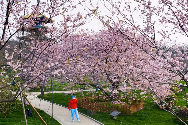 Tuần trước, một đoàn cán bộ y tế đến từ Quảng Đông đã dành thời gian ngắm hoa tại Công viên Hồ Đông trong giờ nghỉ sau gần 20 ngày làm việc nỗ lực để cứu chữa bệnh nhân nhiễm virus corona chủng mới (SARS-CoV-2). Được biết, đây là đoàn y bác sĩ thứ 16 được cử đến thành phố Vũ Hán. Ảnh: CD.