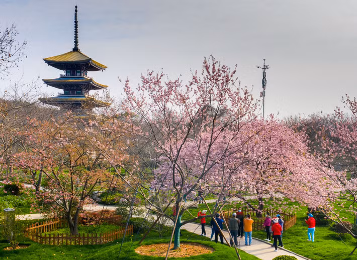 Theo China Daily, kể từ tháng 2, hoa anh đào đã bắt đầu nở ở thành phố Vũ Hán, "tâm dịch" Covid-19 tại tỉnh Hồ Bắc, Trung Quốc. Ảnh: CD.