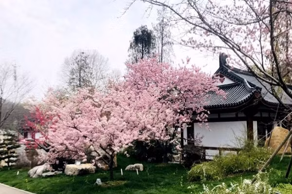 Mùa hoa anh đào nở thường kéo dài từ tháng 3 đến tháng 4, nhưng cũng tùy thuộc vào tình hình thời tiết. Ảnh: IC.