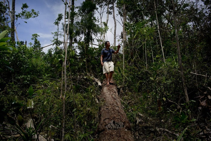 Palawan còn có những khu rừng nhiệt đới tuyệt đẹp cho du khách khám phá.