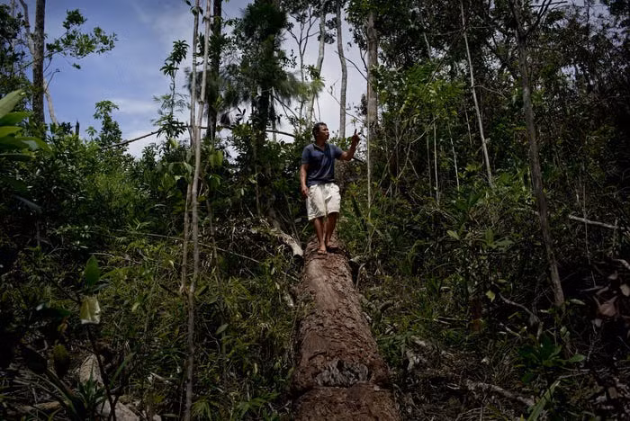 Palawan còn có những khu rừng nhiệt đới tuyệt đẹp cho du khách khám phá.