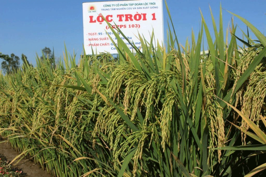 Lộc Trời bị phạt và truy thu hơn 5 tỷ đồng tiền thuế Loc Troi bi phat va truy thu hon 5 ty dong tien thue