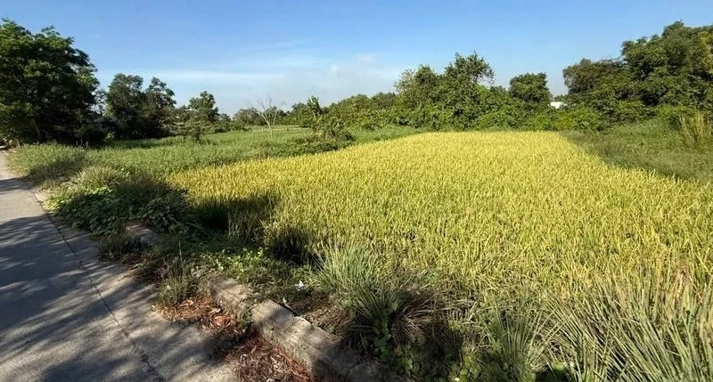 TP HCM ban hành danh mục cây lâu năm được chuyển đổi trên đất trồng lúa