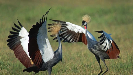 Khám phá loài sếu vương miện xám đẹp nhất hành tinh