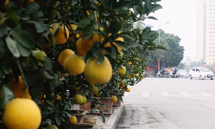 Phần lớn cacs cây bưởi cảnh ở khu vực vườn hoa Lạc Long Quân là bưởi Diễn ghép vận chuyển từ xã Song Phương, huyện Hoài Đức, TP Hà Nội.