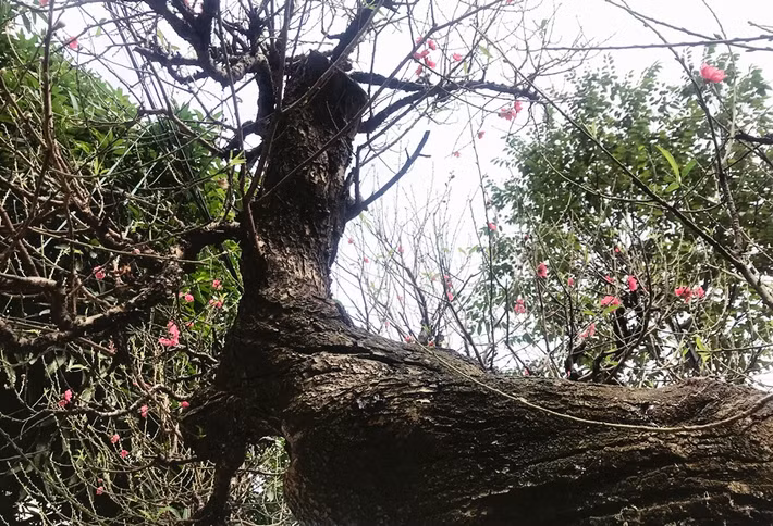 Một gốc đào “khủng” có thế uốn lượn, thân cao trên 2 mét, với những vết sần sùi, cành già cỗi theo thời gian.