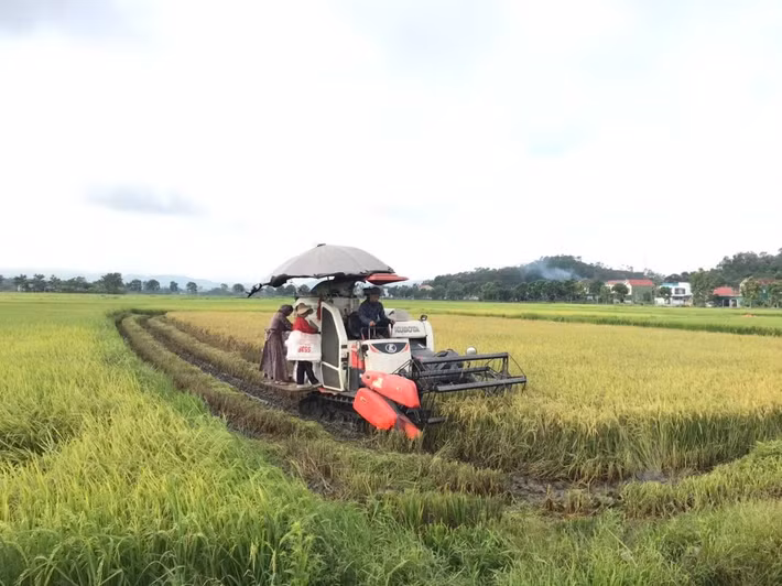 Ông Nguyễn Duy Ngân - Phó Bí thư Thường trực Đảng ủy xã Cẩm Bình cho biết: “Hiện nay, trên toàn xã đã thu hoạch được hơn 130 ha lúa. Xã đã yêu cầu cán bộ nông nghiệp thường xuyên bám sát đồng ruộng, thông báo kịp thời cho người dân về diễn biến thời tiết. Chúng tôi ưu tiên hỗ trợ các hộ neo đơn, gia đình chính sách trong việc thu hoạch để đảm bảo tiến độ và bảo toàn năng suất”.