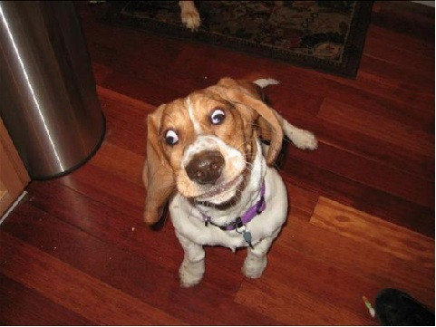 Biểu cảm rất "vô tội"