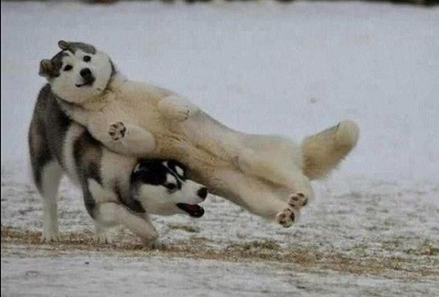 Khi chó...lấy thịt đè người!