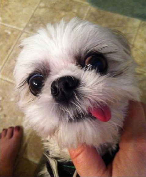 Cô chủ đang làm gì vậy?