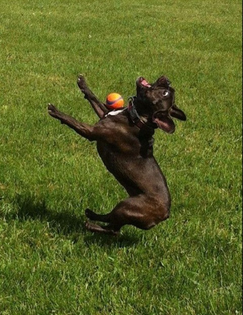 Cũng đỡ bóng bằng ngực như ai.