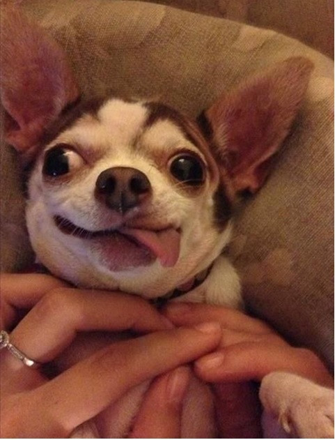 Chết em, cô chủ ơi.