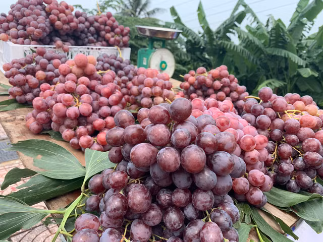 Su that nga ngua 'nho My, nho vuon'… ban doc duong Sai Gon-Hinh-5