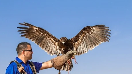 Chim ưng Trung Đông: biểu tượng văn hóa và đẳng cấp giàu có