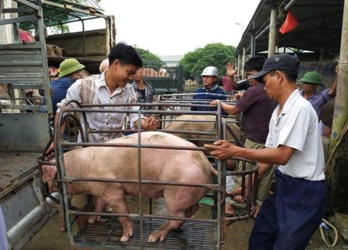 Giá heo hơi sốt trở lại, tiến sát mốc 100.000 đồng/kg Gia heo hoi sot tro lai, tien sat moc 100.000 dong/kg