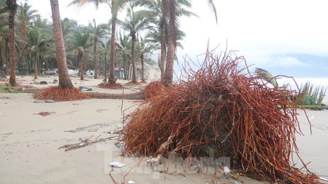Bãi biển 'đẹp nhất hành tinh' Đà Nẵng tan hoang sau bão Vamco - Hình 14 Bai bien 'dep nhat hanh tinh' Da Nang tan hoang sau bao Vamco-Hinh-14