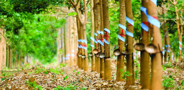 Cong ty cua bau Duc thoai 60 trieu co phieu tai HAGL Agrico, thu ve hon 1.100 ty