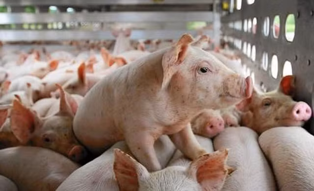 Vi sao heo hoi dot ngot giam gia tu chuong trai den cong ty lon?-Hinh-2