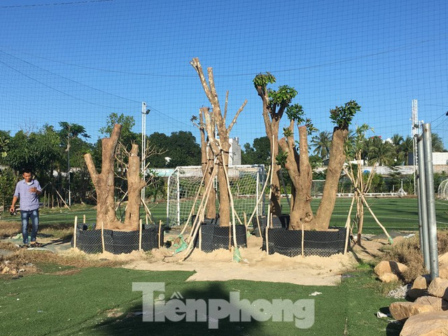 Vì sao công ty Thanh Niên Cam Ranh được ưu ái cho thuê 'đất vàng' SVĐ Cam Ranh với giá bèo? - Hình 3 Vi sao cong ty Thanh Nien Cam Ranh duoc uu ai cho thue 'dat vang' SVD Cam Ranh voi gia beo?-Hinh-3
