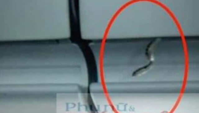 Phát hiện rắn trên máy bay chuẩn bị cất cánh từ Tân Sơn Nhất đi Hà Nội Phat hien ran tren may bay chuan bi cat canh tu Tan Son Nhat di Ha Noi