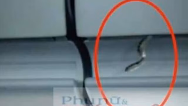 Phat hien ran tren may bay chuan bi cat canh tu Tan Son Nhat di Ha Noi