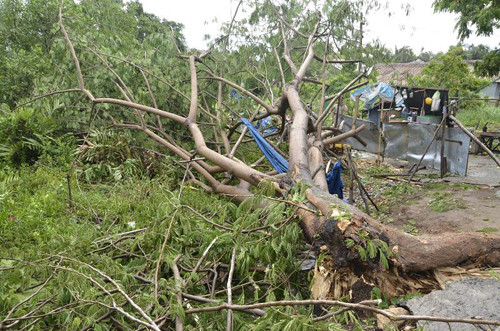 Hàng loạt cây xanh bị bật gốc trên nhiều tuyến đường TP HCM. Hàng loạt cây xanh bị bật gốc trên nhiều tuyến đường TP HCM.