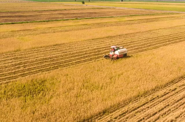 Chuyen gi dang dien ra o Nong nghiep Cong nghe cao Trung An?