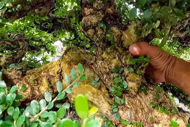 Bên trong khu đất rộng hàng nghìn m2 của cựu Bí thư Đồng Nai vừa bị bắt - Hình 6 Ben trong khu dat rong hang nghin m2 cua cuu Bi thu Dong Nai vua bi bat-Hinh-6