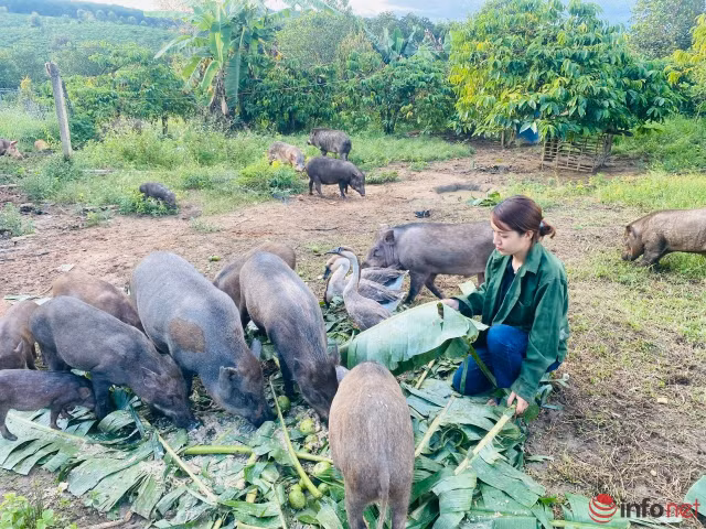 Co gia xinh dep roi Sai Gon sau 10 nam gan bo ve que nuoi heo ban, trong cay lam giau-Hinh-3