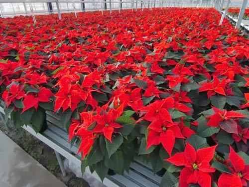 Tiết lộ phong thuỷ bất ngờ từ những cây, hoa hút tài lộc đầu năm mới