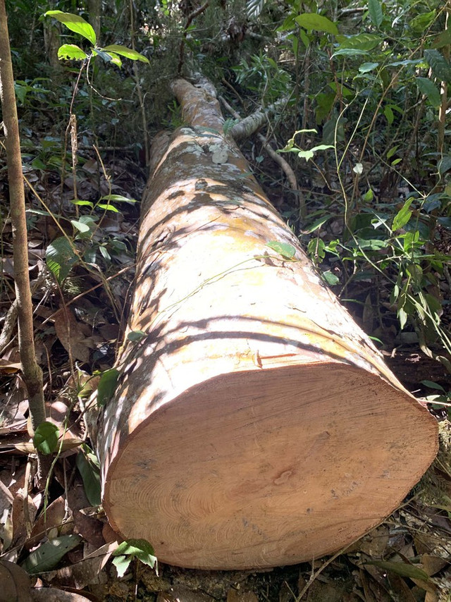 Rừng nguyên sinh bị tàn phá, gỗ lậu lọt vào nhà... Tổ trưởng bảo vệ rừng Rung nguyen sinh bi tan pha, go lau lot vao nha... To truong bao ve rung