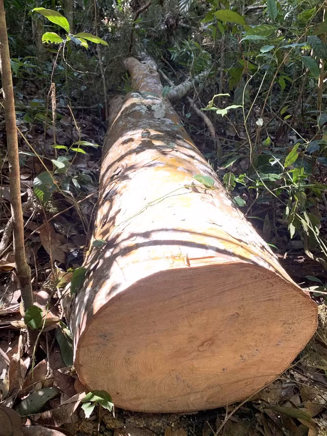 Rung nguyen sinh bi tan pha, go lau lot vao nha... To truong bao ve rung