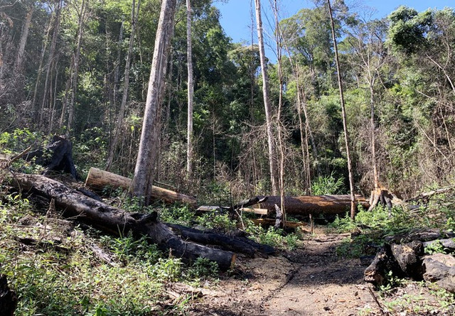 Rừng nguyên sinh bị tàn phá, gỗ lậu lọt vào nhà... Tổ trưởng bảo vệ rừng - Hình 7 Rung nguyen sinh bi tan pha, go lau lot vao nha... To truong bao ve rung-Hinh-7