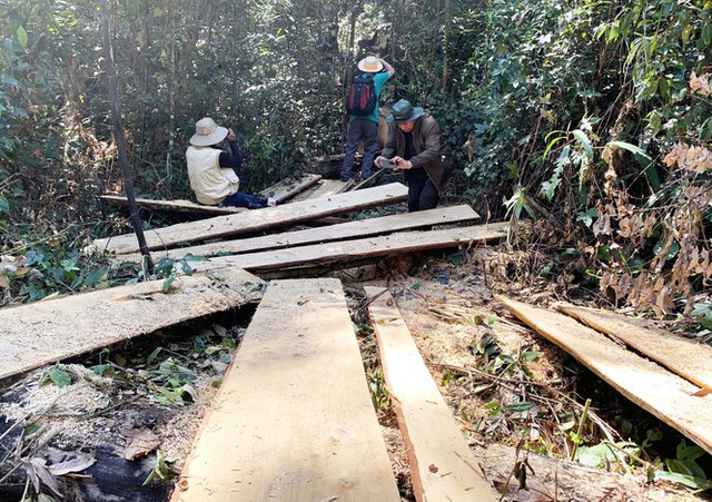 Rừng nguyên sinh bị tàn phá, gỗ lậu lọt vào nhà... Tổ trưởng bảo vệ rừng - Hình 3 Rung nguyen sinh bi tan pha, go lau lot vao nha... To truong bao ve rung-Hinh-3