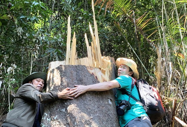 Rừng nguyên sinh bị tàn phá, gỗ lậu lọt vào nhà... Tổ trưởng bảo vệ rừng - Hình 2 Rung nguyen sinh bi tan pha, go lau lot vao nha... To truong bao ve rung-Hinh-2