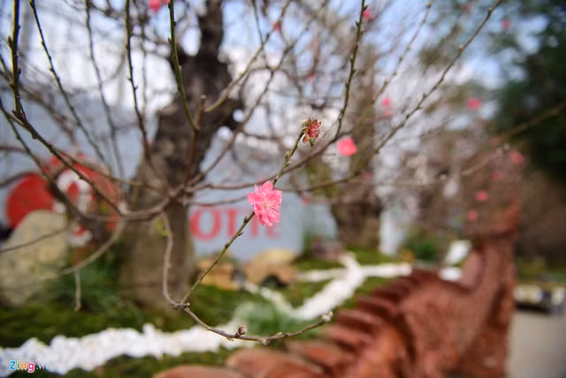 Chau hoa dao hinh rong gia hon 1 ty chi dai gia moi co tien mua-Hinh-6